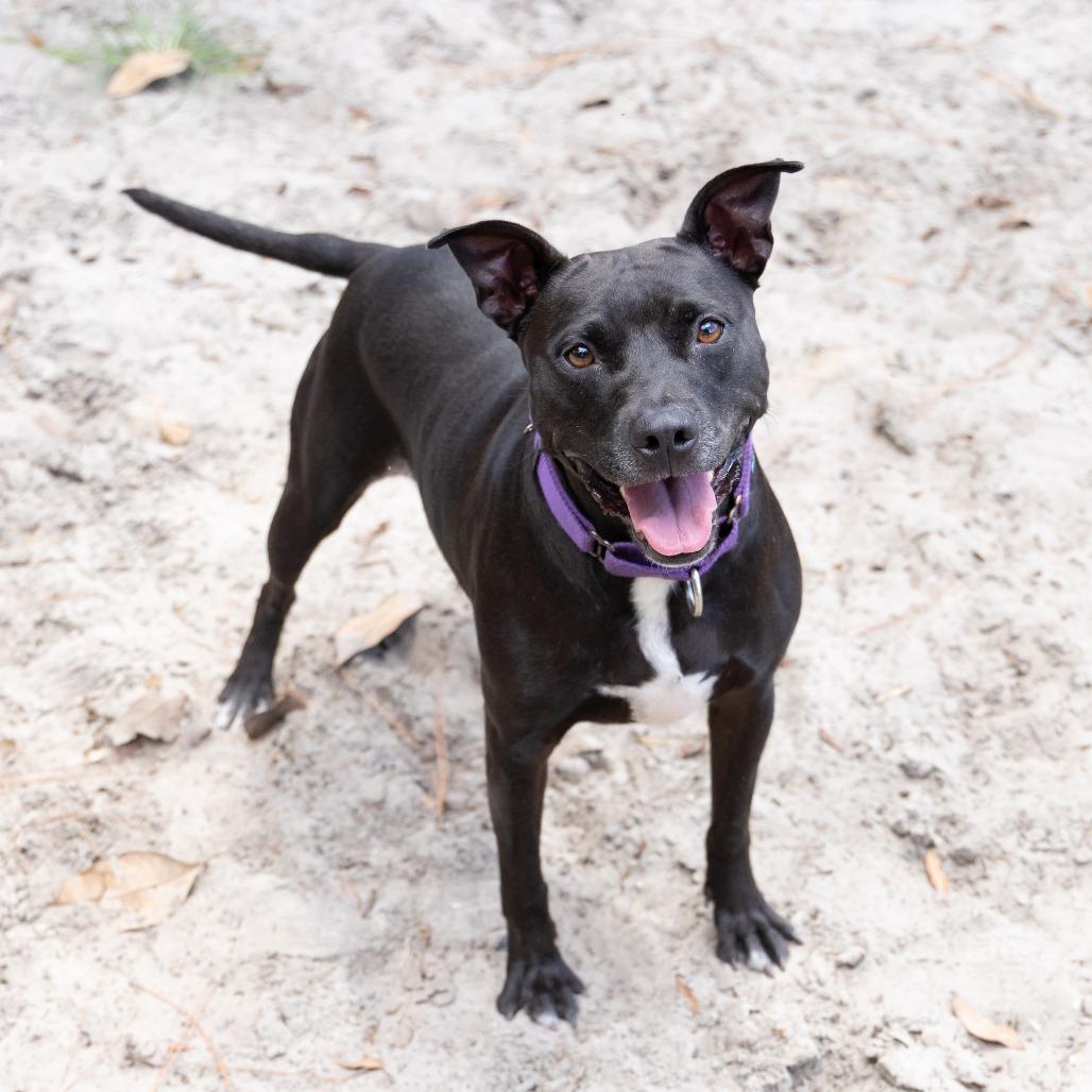 Mama Cass, a Adoptable Mixed Breed in Gainesville, FL image 5/6