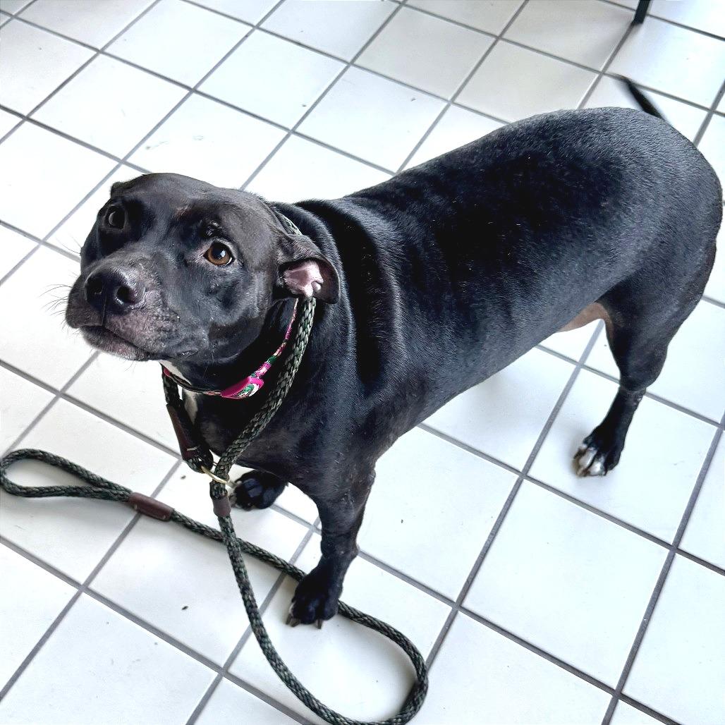 Enlarge Mama Cass, a Adoptable Mixed Breed in Gainesville, FL image 5/6