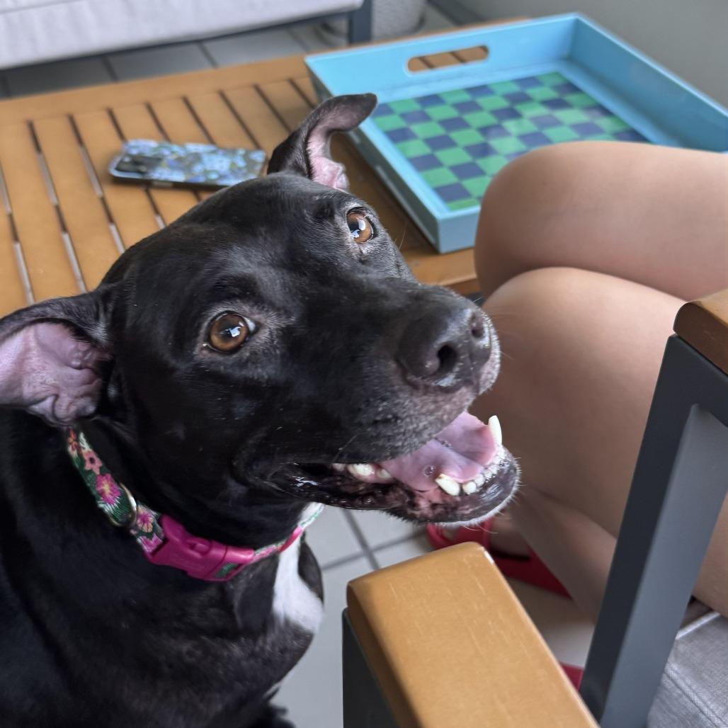 Enlarge Mama Cass, a Adoptable Mixed Breed in Gainesville, FL image 6/6