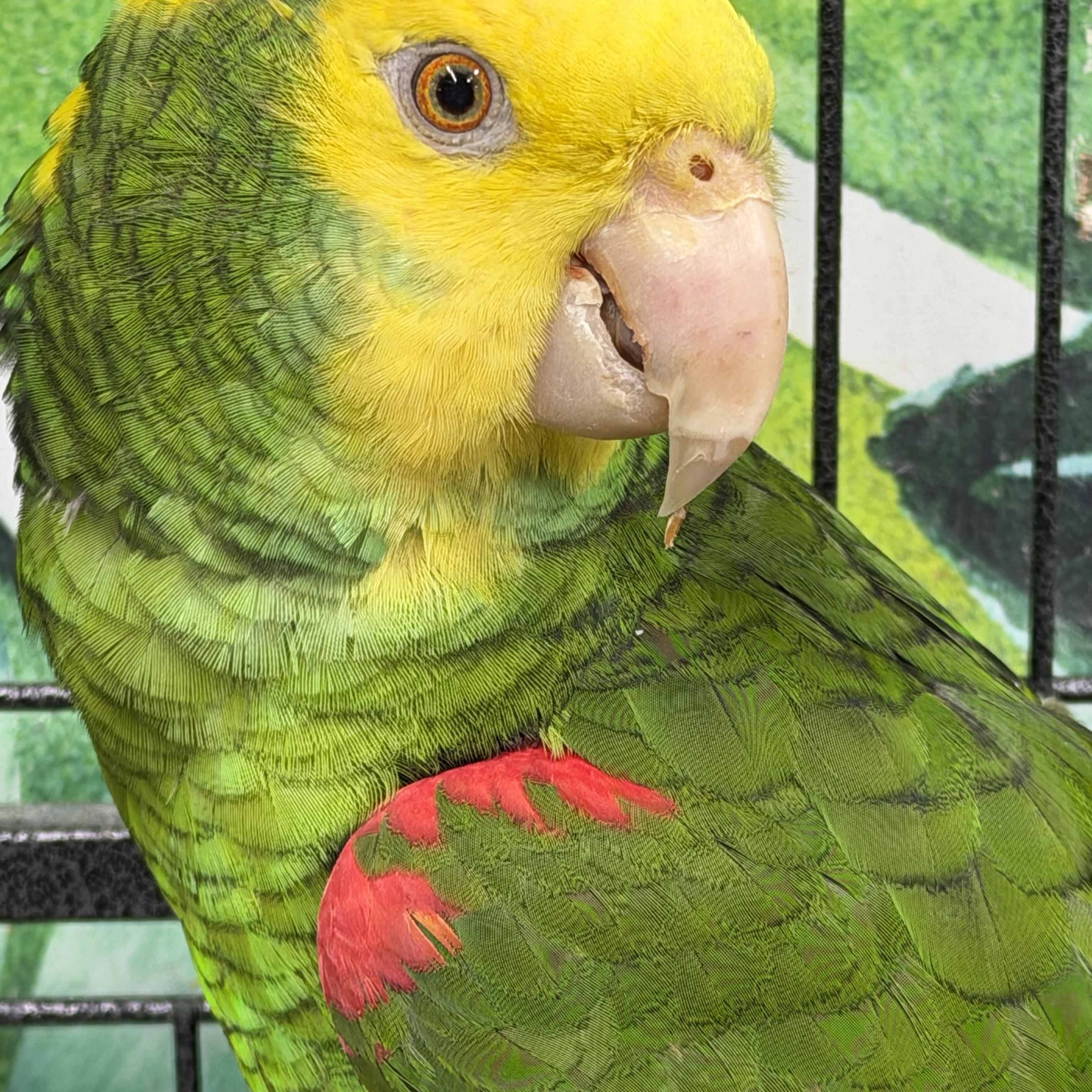 Enlarge Nico and Bosco, a Adoptable Amazon in Beech Creek, PA image 2/2