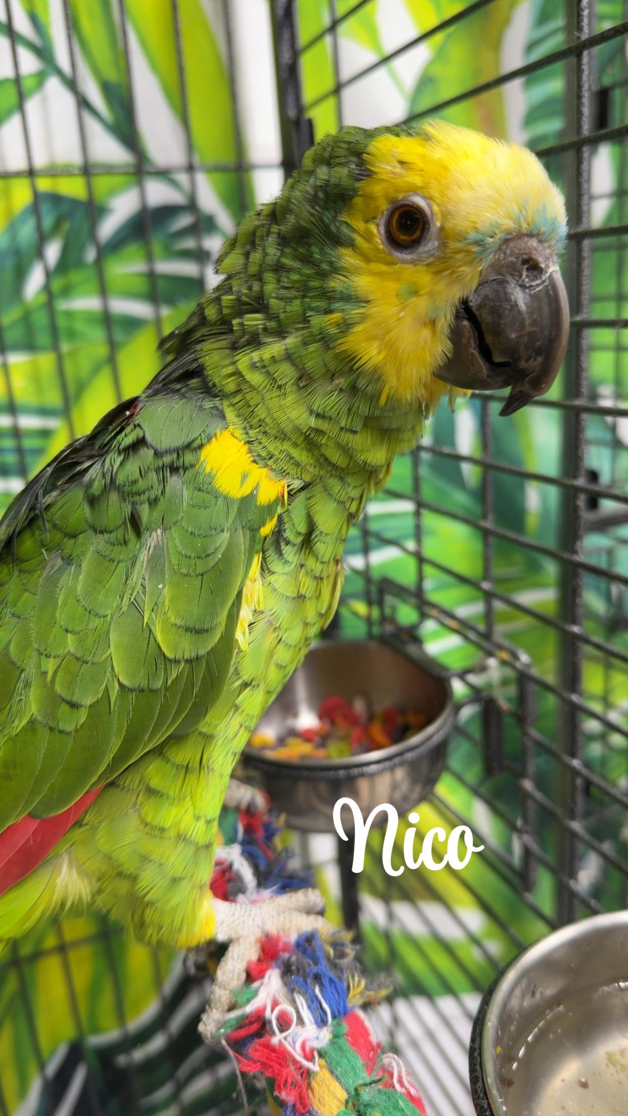 Enlarge Nico and Bosco, a Adoptable Amazon in Beech Creek, PA image 1/2