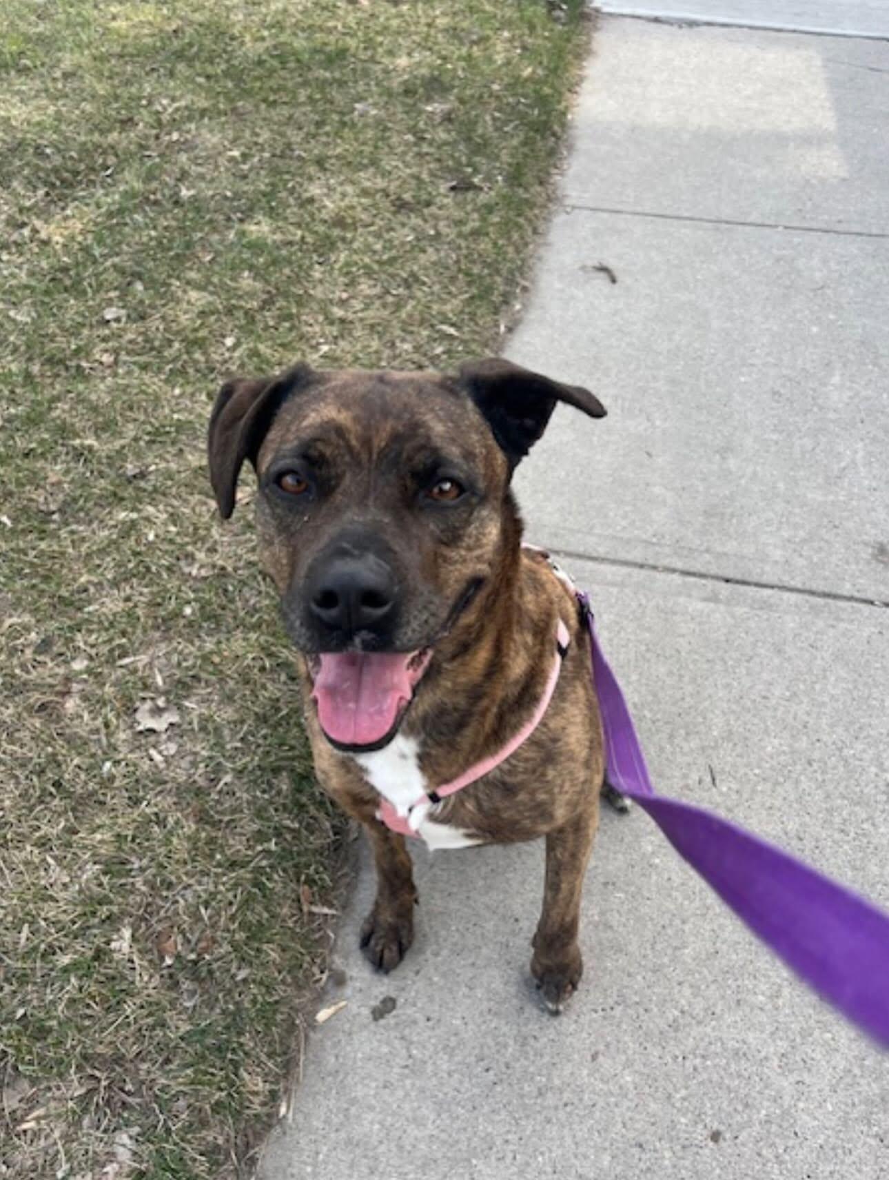 Hazel, Adoptable, Adult Female Pit Bull Terrier.