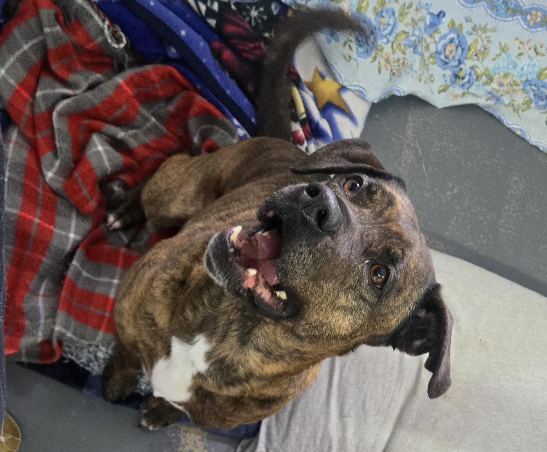 Enlarge Hazel, a Adoptable Pit Bull Terrier in Crossfield, AB image 1/1