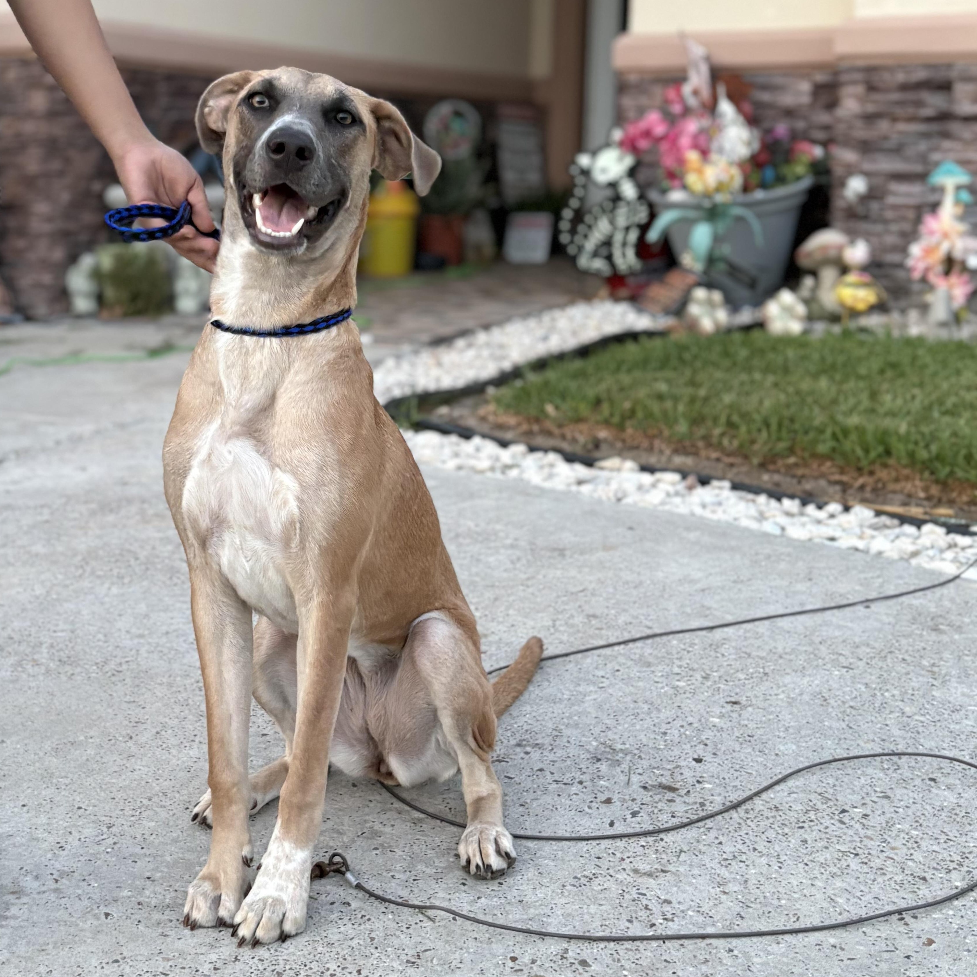 Atlanta, Adoptable, Young Female Black Mouth Cur.