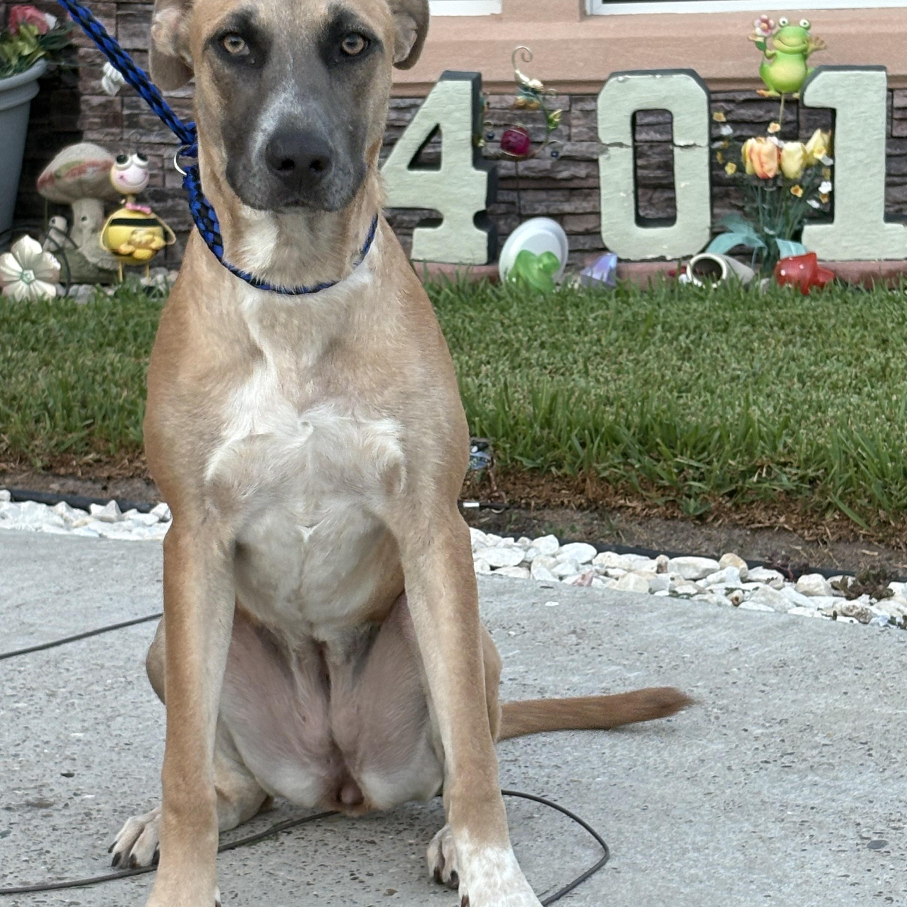 Enlarge Atlanta, a Adoptable mixed breed in Harlingen, TX image 3/6