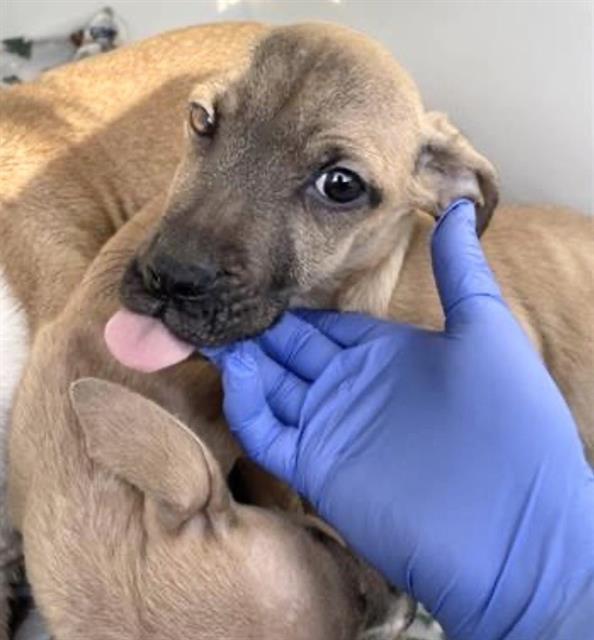 A650897 — thumbnail 2