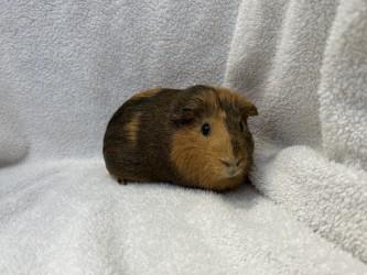 Bellatrix, Adoptable, Adult Female Guinea Pig & Guinea Pig.