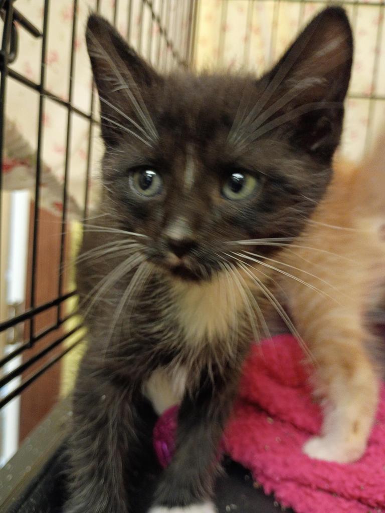 Buzz, Adoptable, Kitten Male Domestic Short Hair.