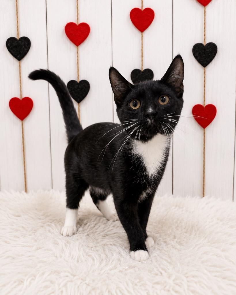 Enlarge Buzz, a Adoptable mixed breed in Corpus Christi, TX image 2/2