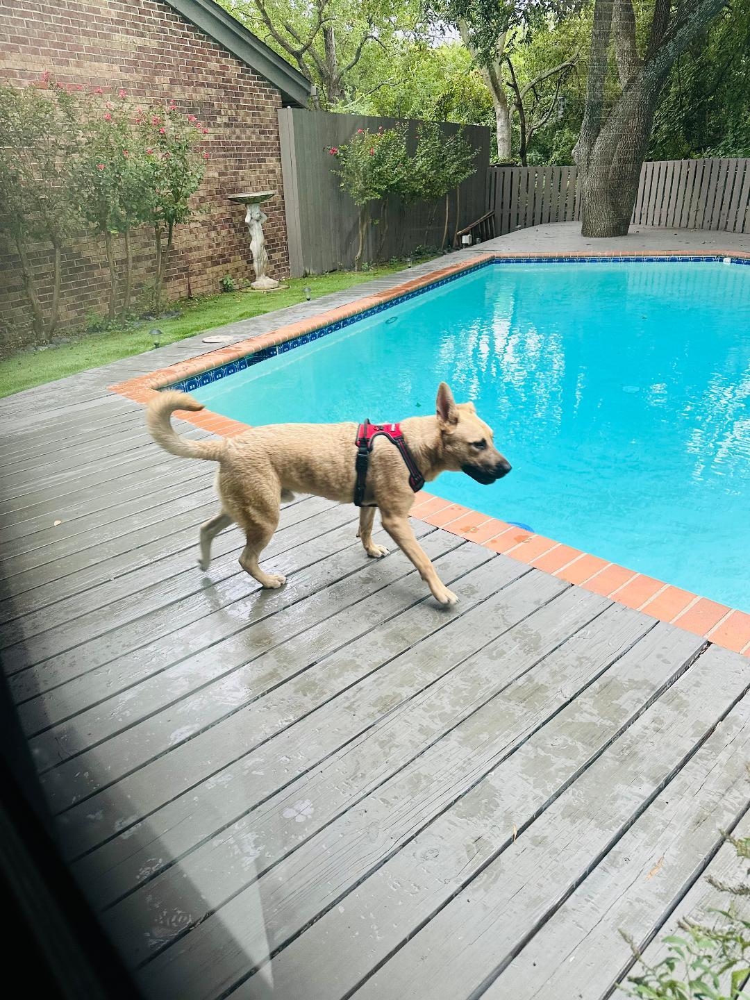 Franke GDP, Adoptable, Young Male German Shepherd Dog.