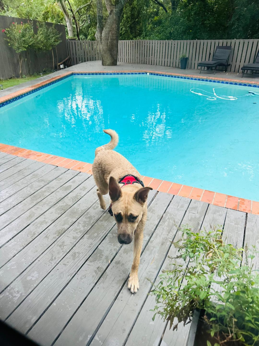 Franke GDP, a Adoptable German Shepherd Dog in Denton, TX image 3/3