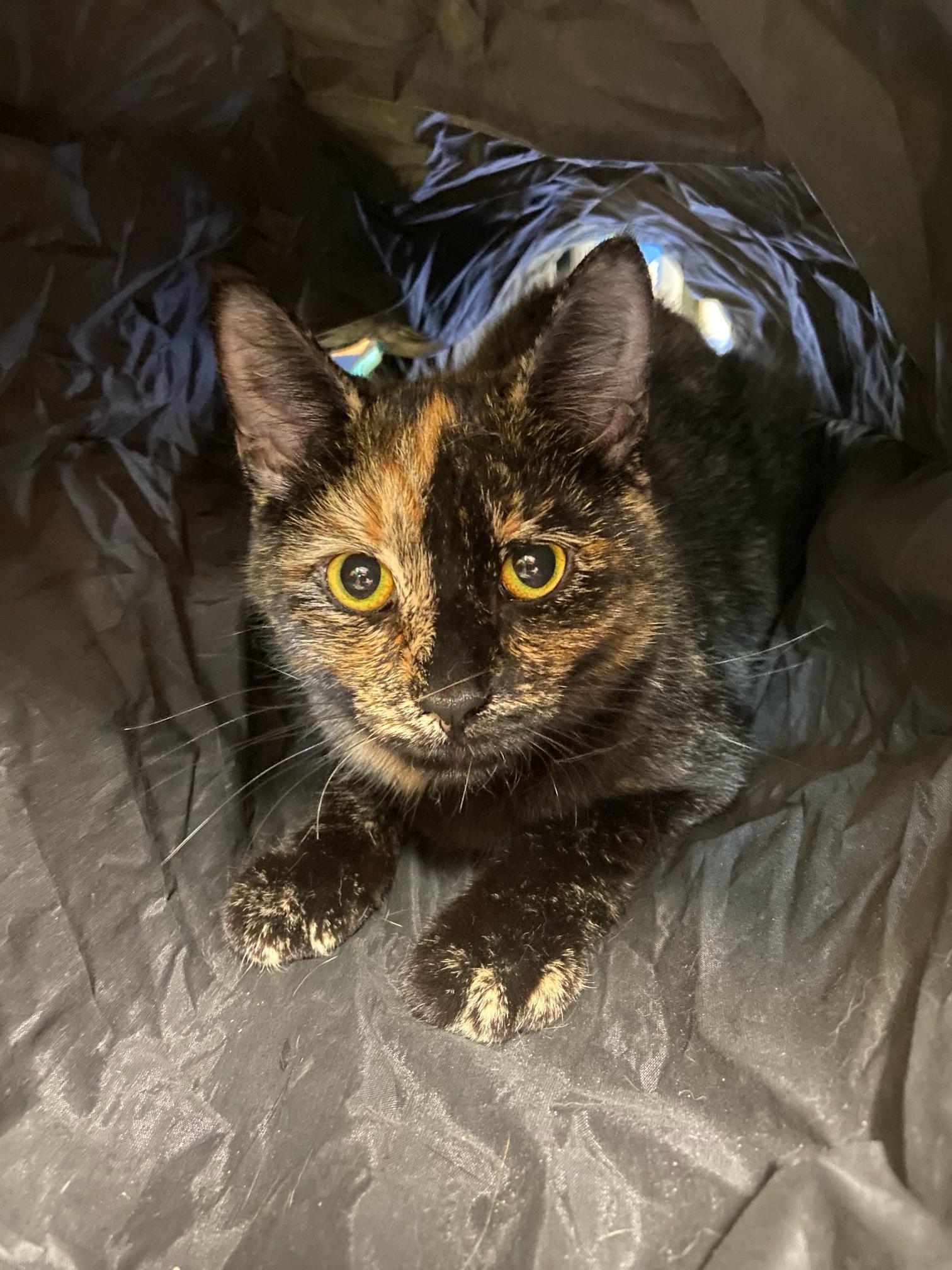 Enlarge Tozzi, a Adoptable Domestic Short Hair in Warwick, RI image 2/3