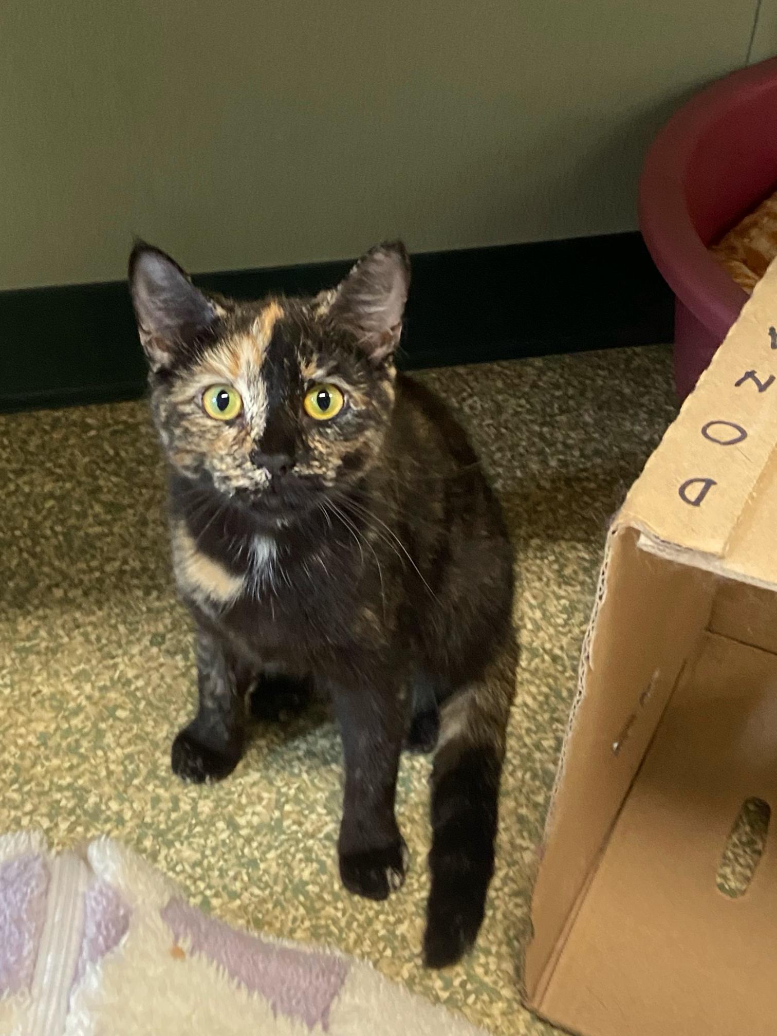 Tozzi, Adoptable, Adult Female Domestic Short Hair.