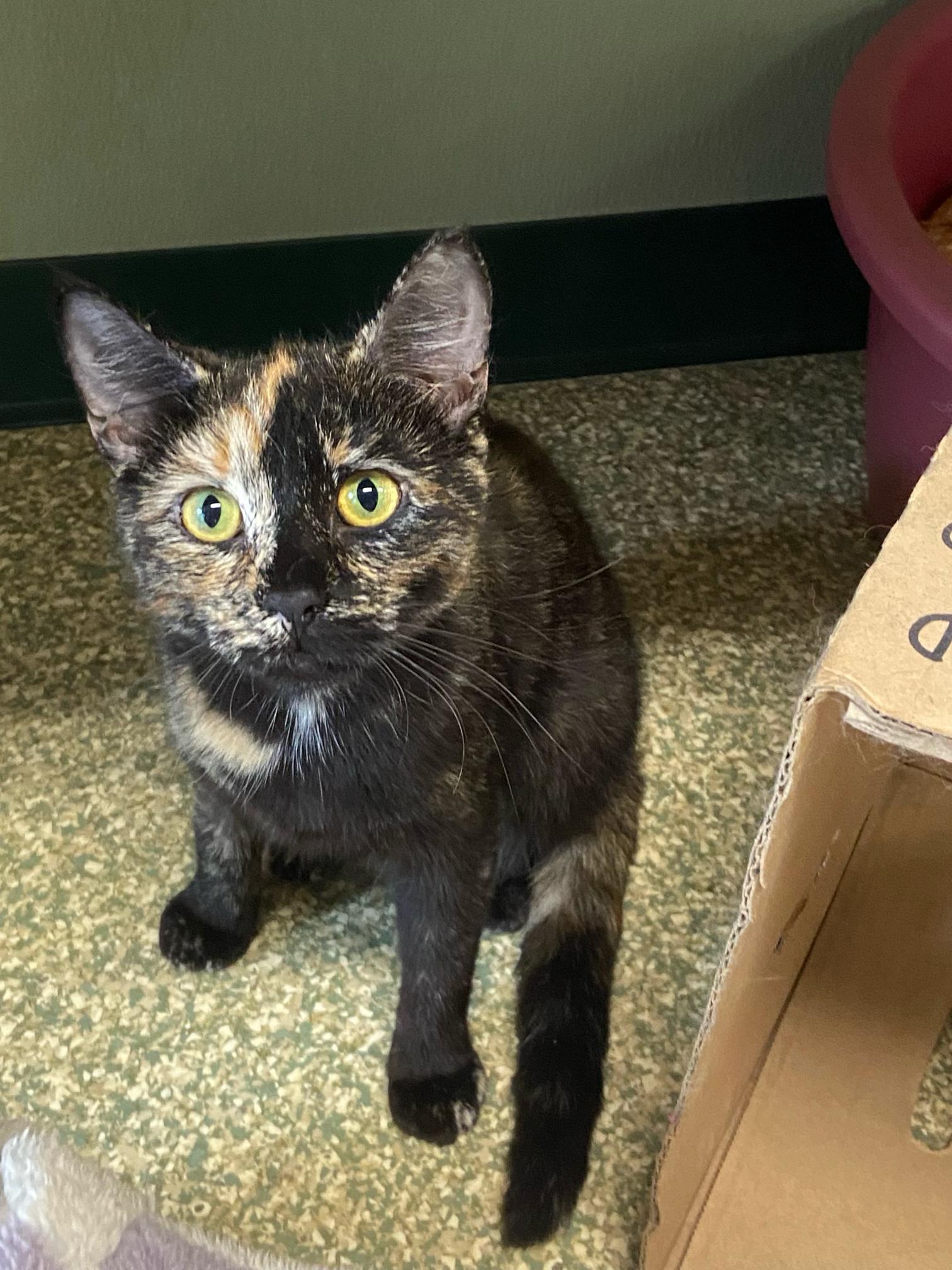Enlarge Tozzi, a Adoptable Domestic Short Hair in Warwick, RI image 3/3