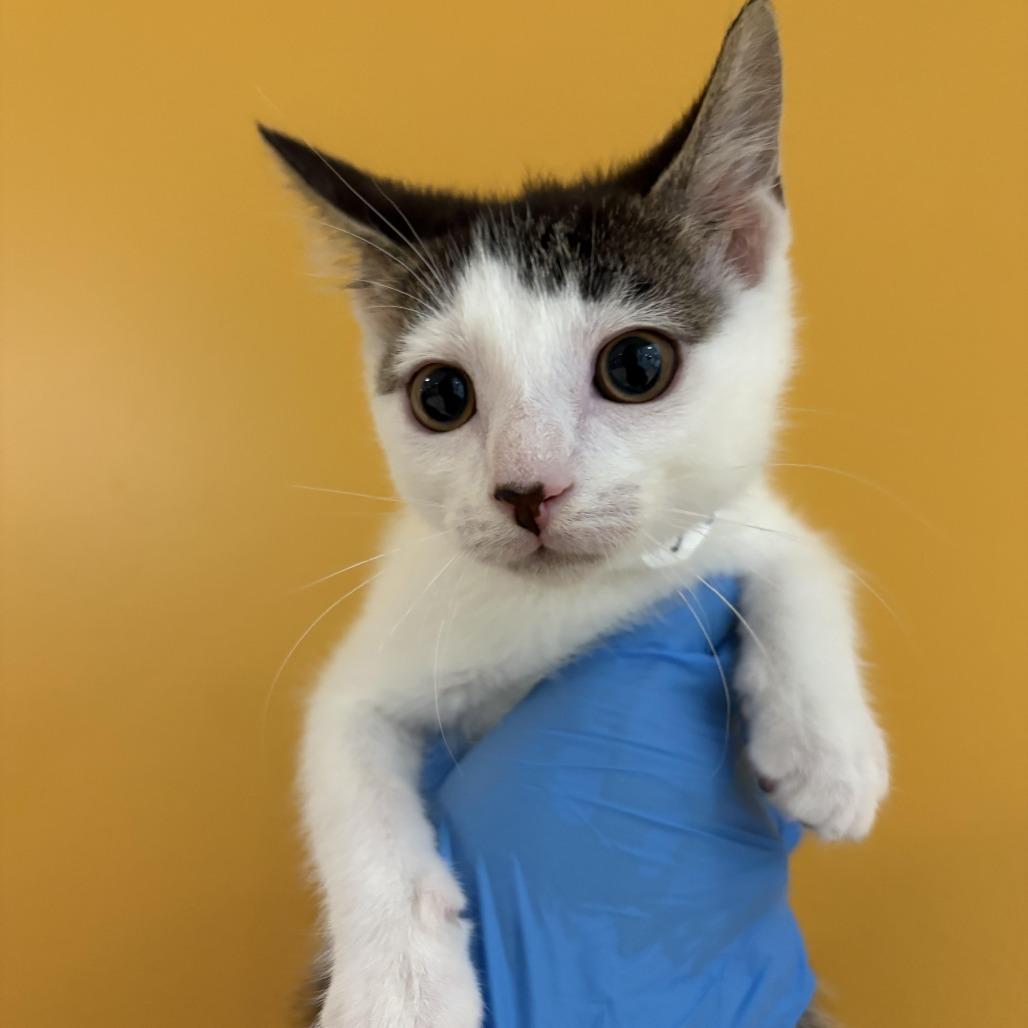 Enlarge Squirt, a Adoptable Domestic Short Hair in Chesapeake, VA image 1/1