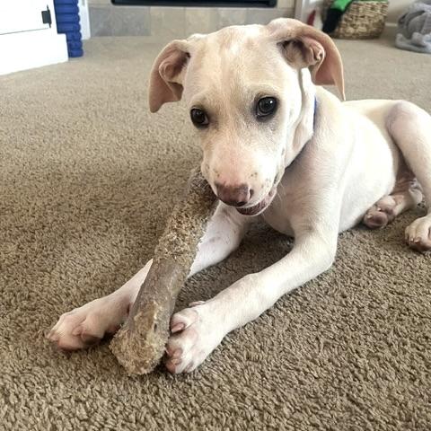 Sonny, a ADOPTABLE mixed breed in Prior Lake, MN image 3/5