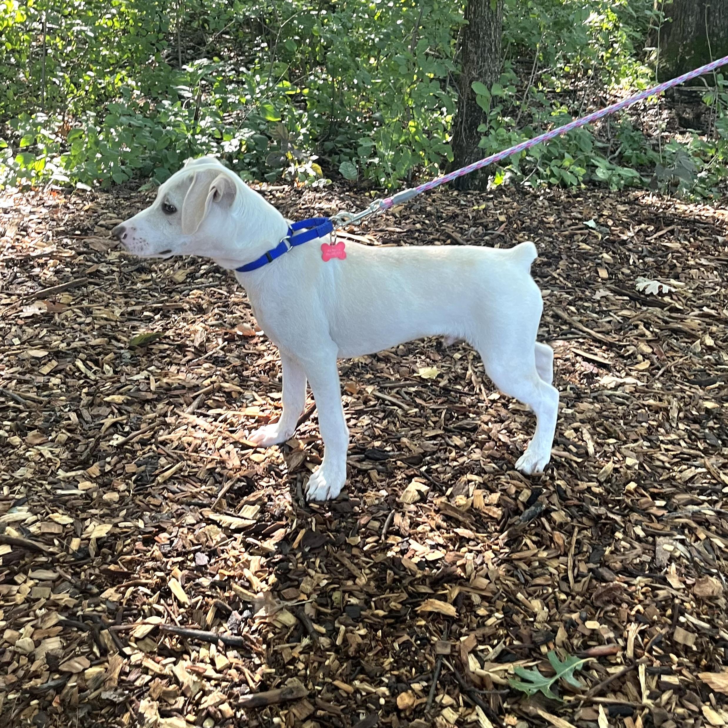 Enlarge Sonny, a ADOPTABLE mixed breed in Prior Lake, MN image 5/6