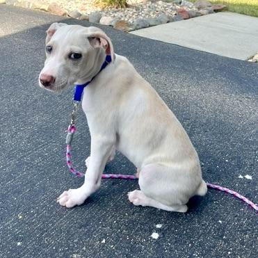 Sonny, a ADOPTABLE mixed breed in Prior Lake, MN image 5/5