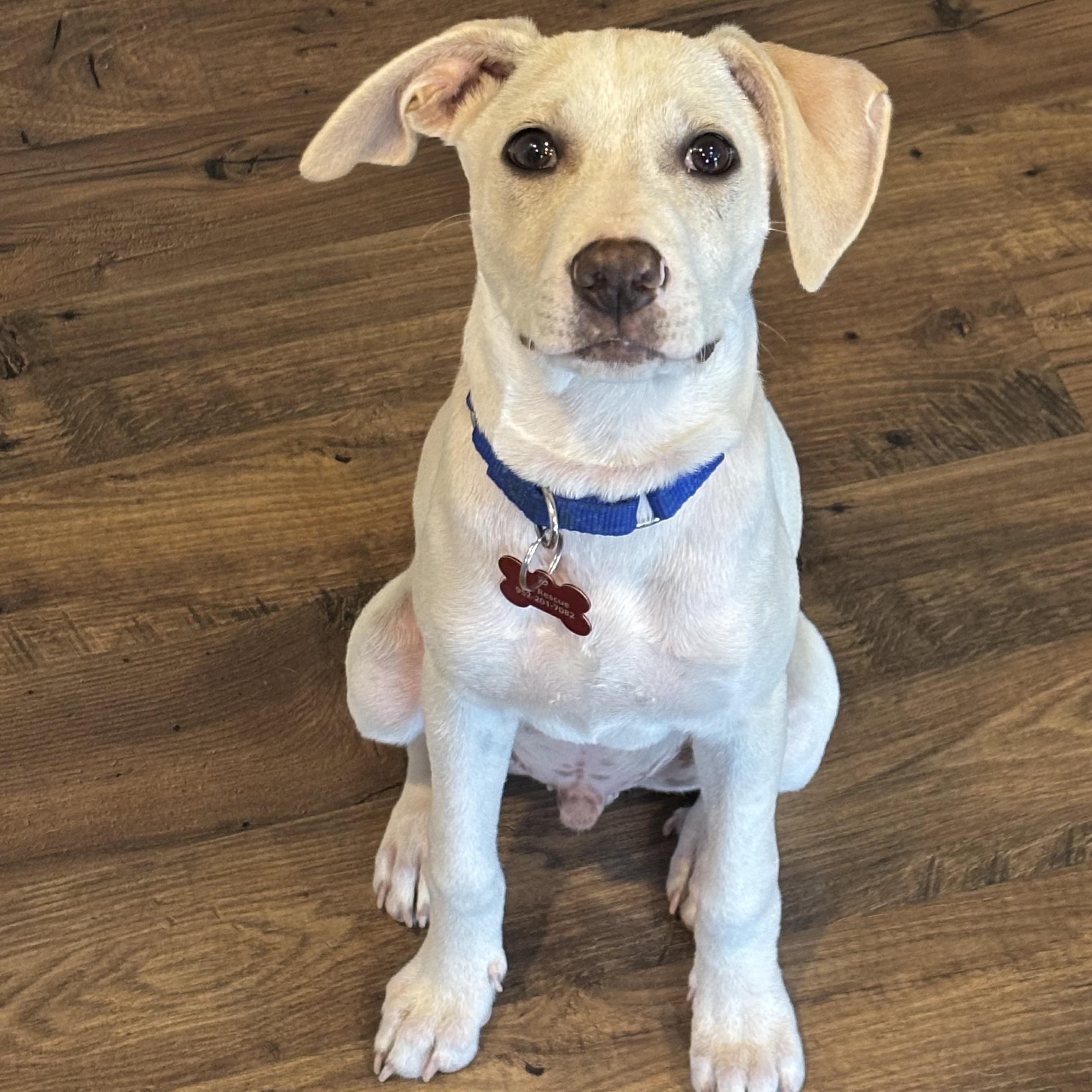 Enlarge Sonny, a ADOPTABLE mixed breed in Prior Lake, MN image 1/6