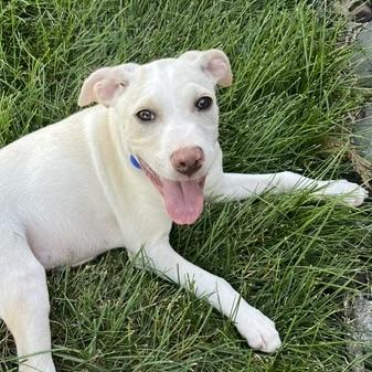 Sonny, a ADOPTABLE mixed breed in Prior Lake, MN image 1/5