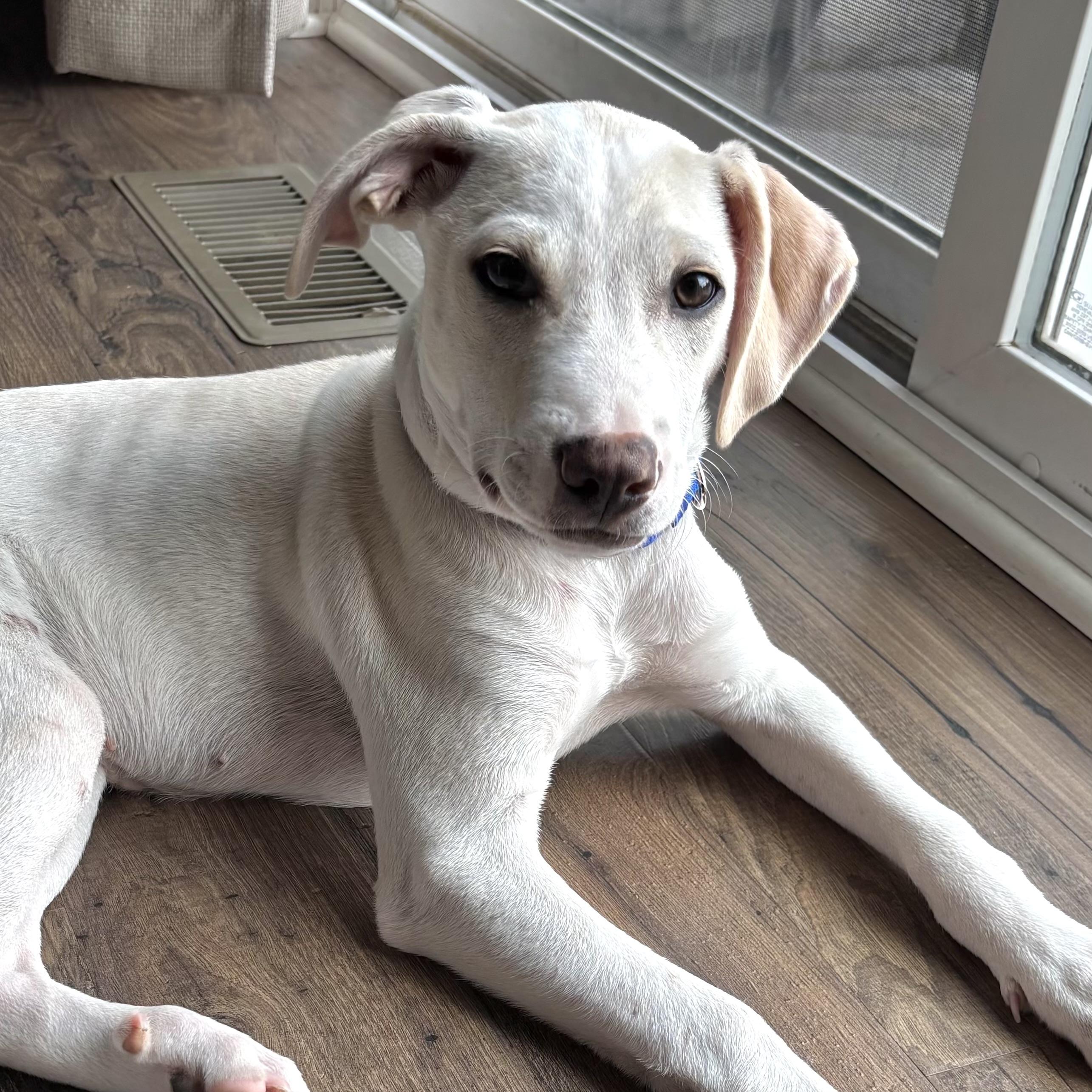 Enlarge Sonny, a ADOPTABLE mixed breed in Prior Lake, MN image 6/6