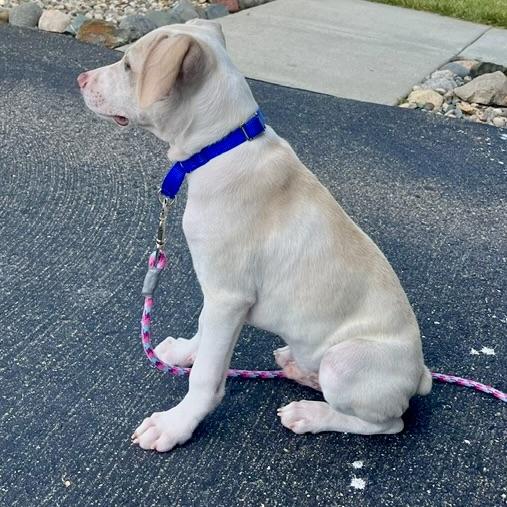 Sonny, a ADOPTABLE mixed breed in Prior Lake, MN image 2/5