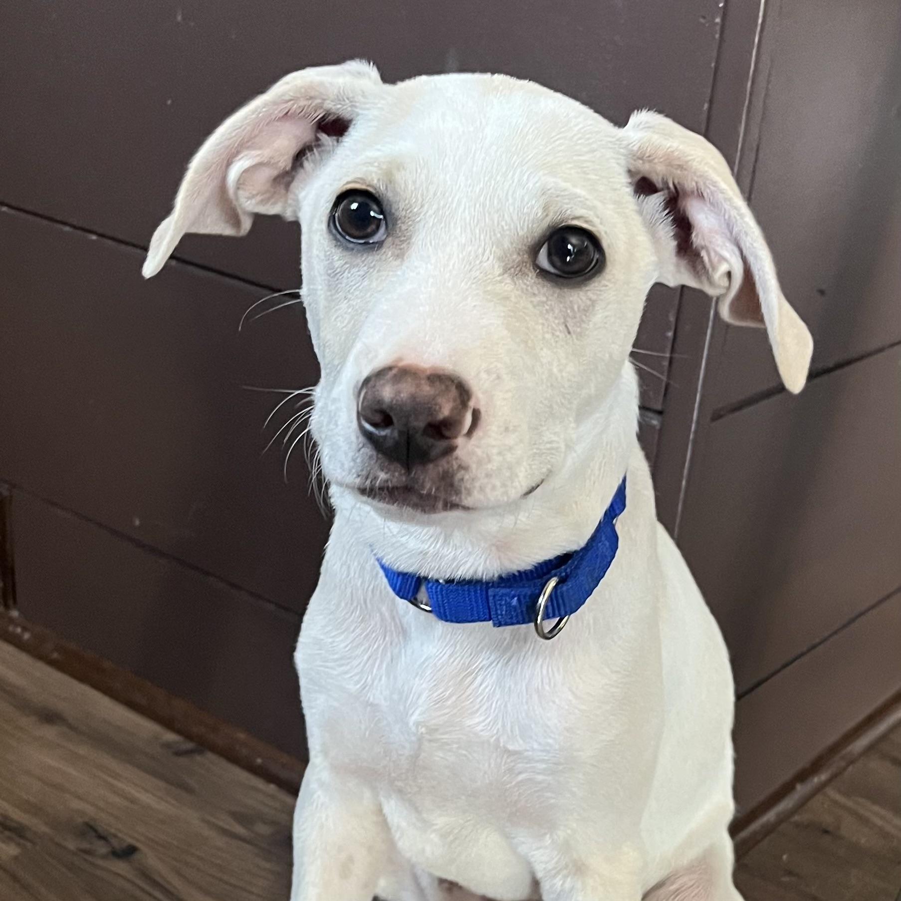 Enlarge Sonny, a ADOPTABLE mixed breed in Prior Lake, MN image 4/6