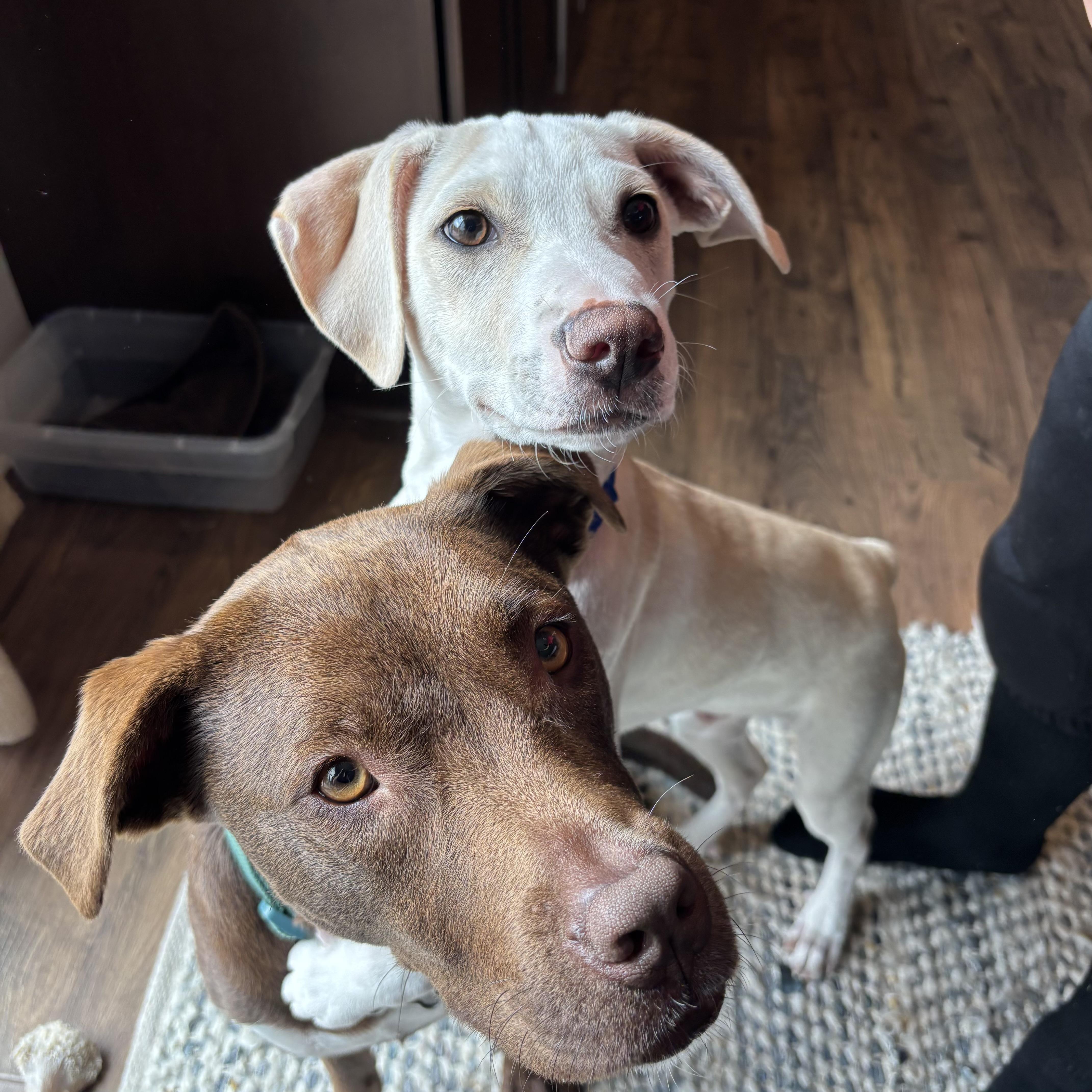 Enlarge Sonny, a ADOPTABLE mixed breed in Prior Lake, MN image 3/6