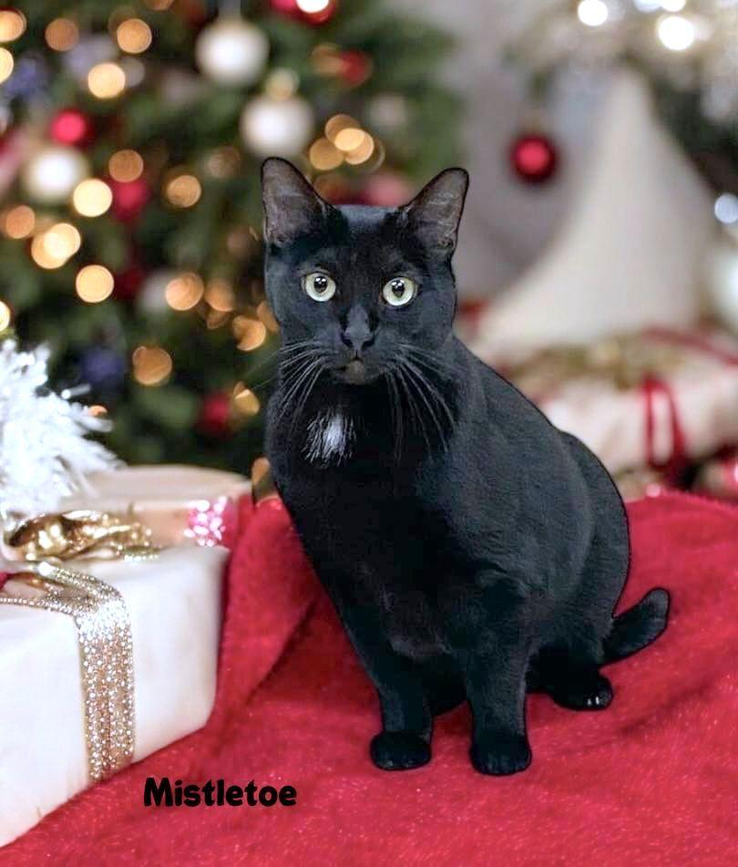 Enlarge MISTLETOE, a Adoptable mixed breed in Sumter, SC image 1/1