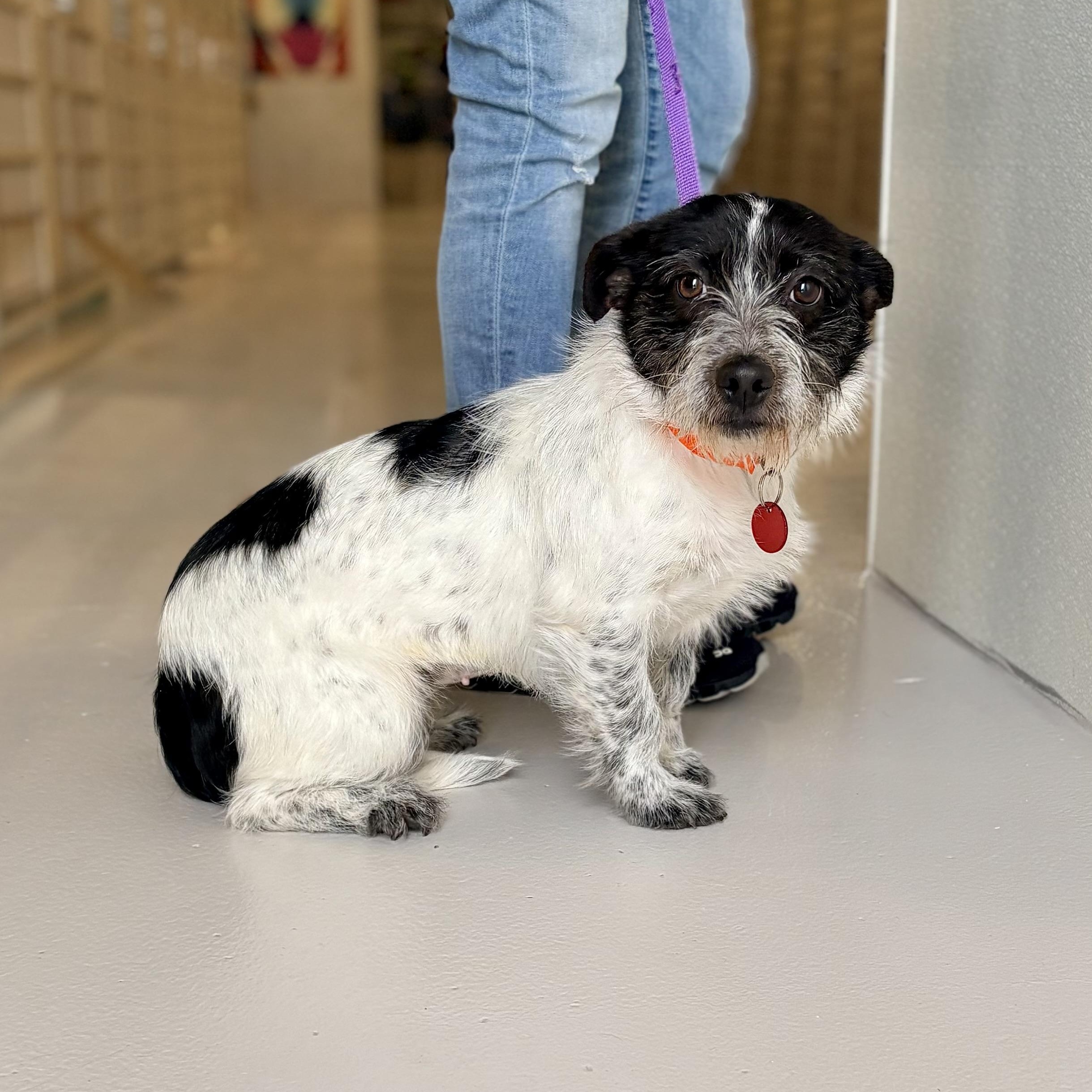 Enlarge Bits, an adopted mixed breed in Chicago, IL image 1/1