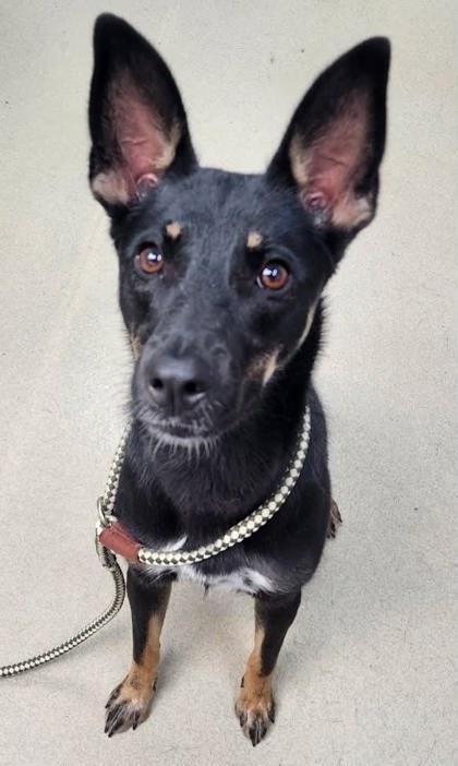 Enlarge Bashful Bear, a Adoptable German Shepherd Dog in Sullivan, IN image 1/2