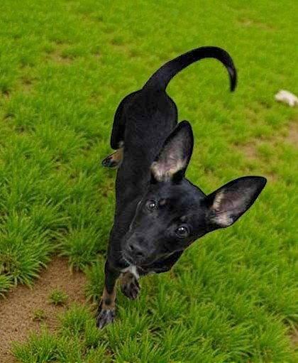 Enlarge Bashful Bear, a Adoptable German Shepherd Dog in Sullivan, IN image 2/2