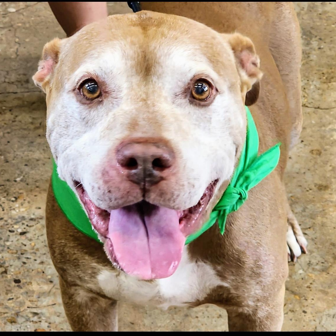 Big B, Adoptable, Senior Male Yellow Labrador Retriever.