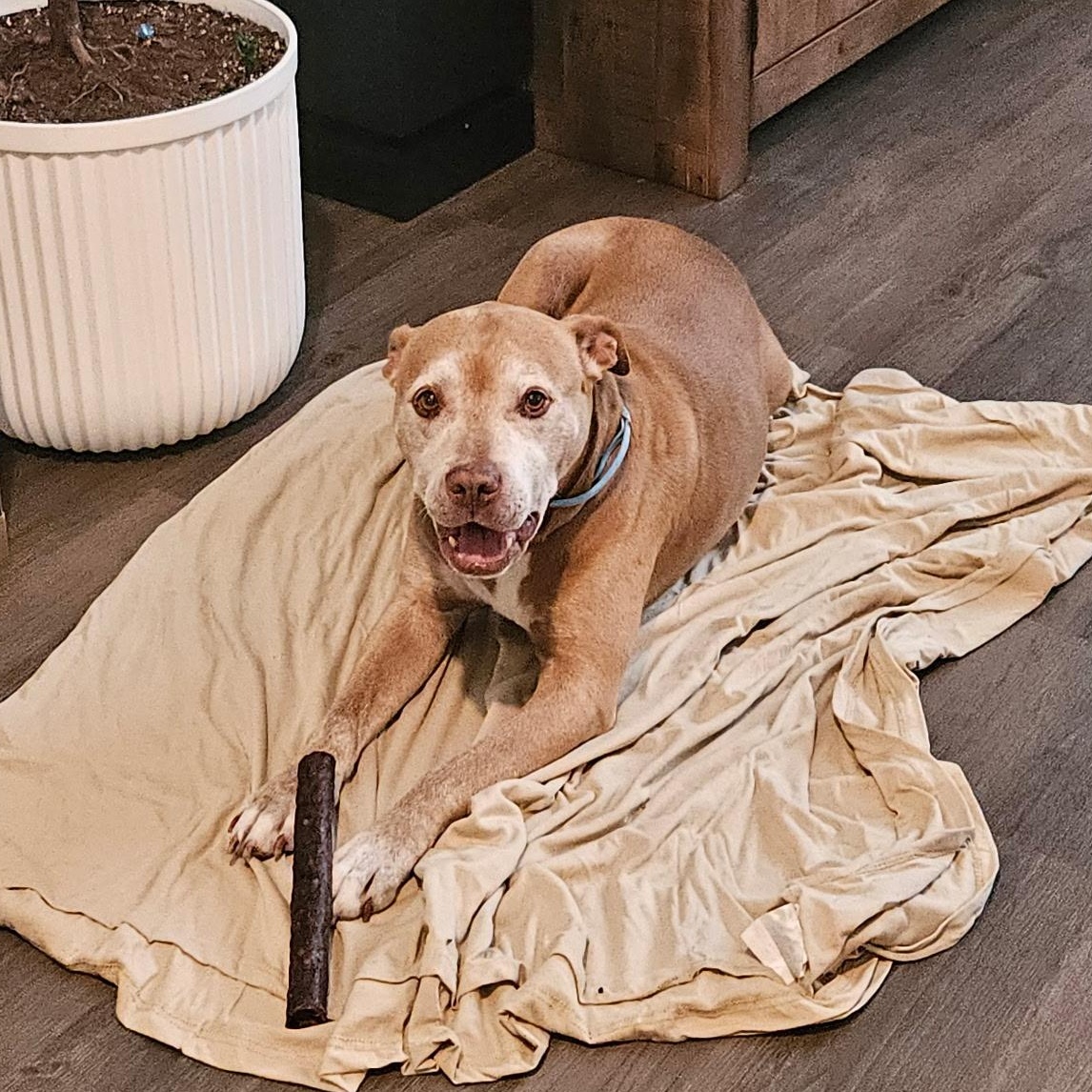 Enlarge Big B, a Adoptable mixed breed in Calabash, NC image 2/6