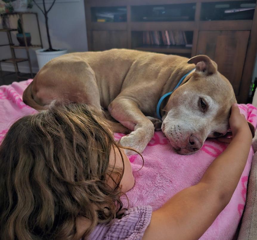 Enlarge Big B, a Adoptable mixed breed in Calabash, NC image 4/6