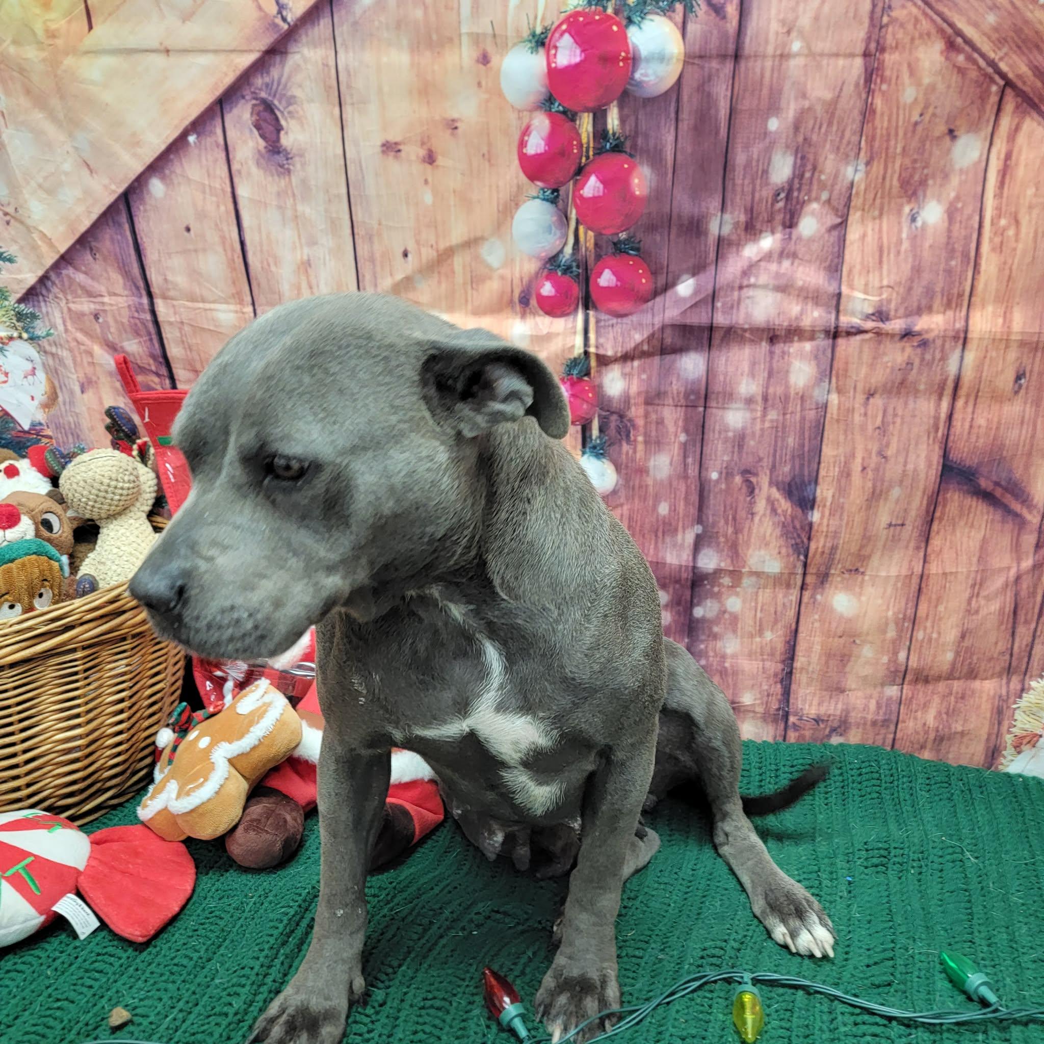 Anna, ADOPTABLE, Adult Female Pit Bull Terrier.