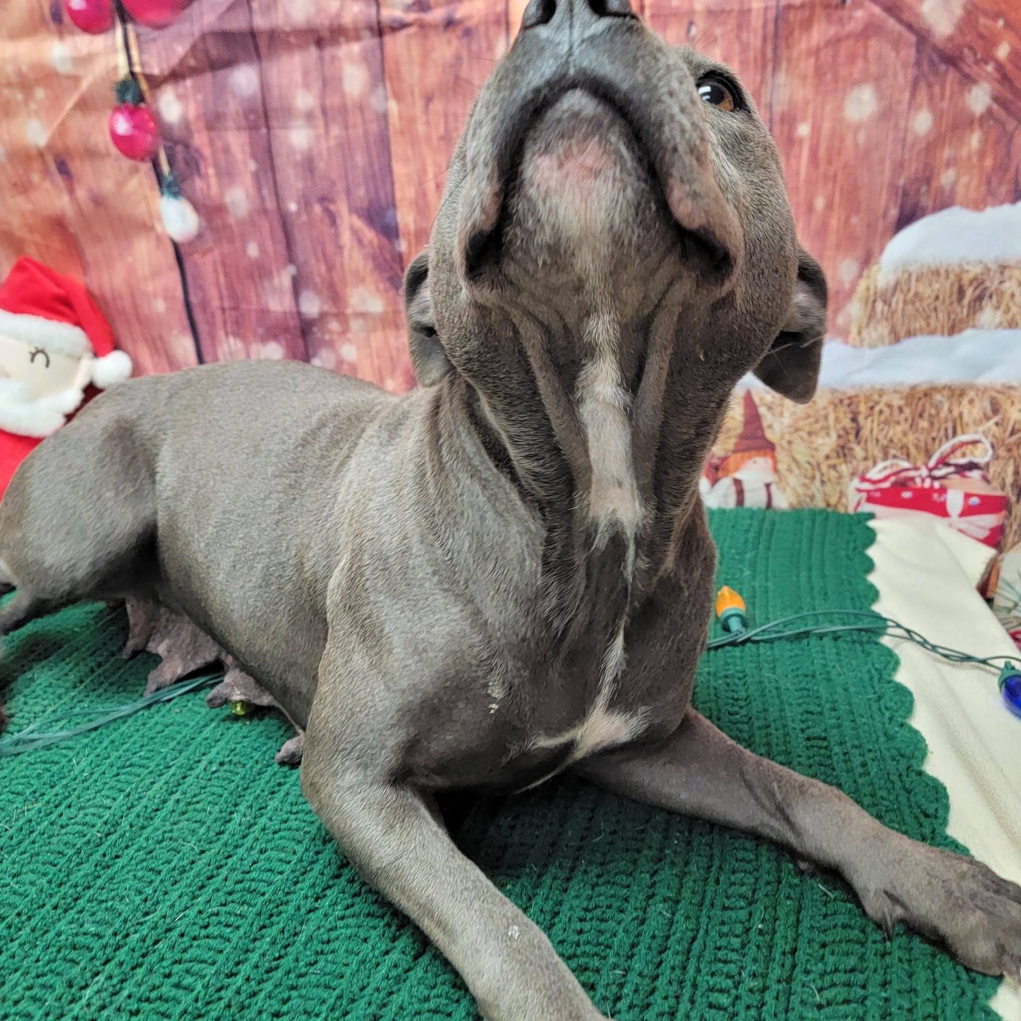 Enlarge Anna, a ADOPTABLE Pit Bull Terrier in Statesboro, GA image 2/5