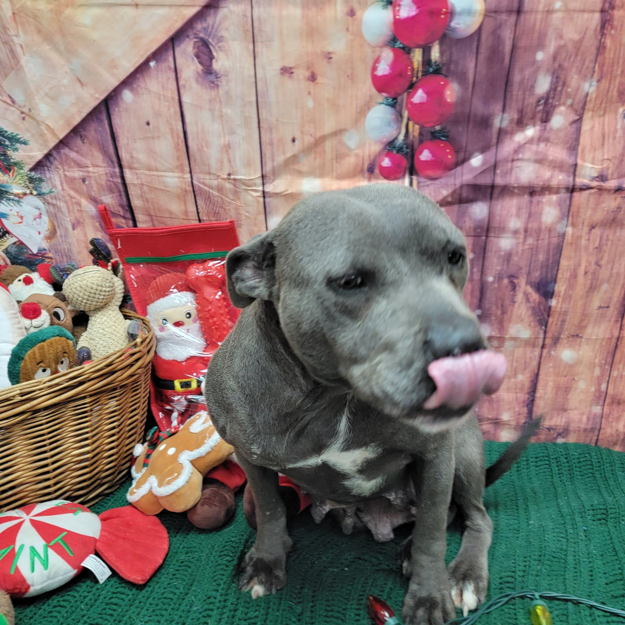 Enlarge Anna, a ADOPTABLE Pit Bull Terrier in Statesboro, GA image 3/5