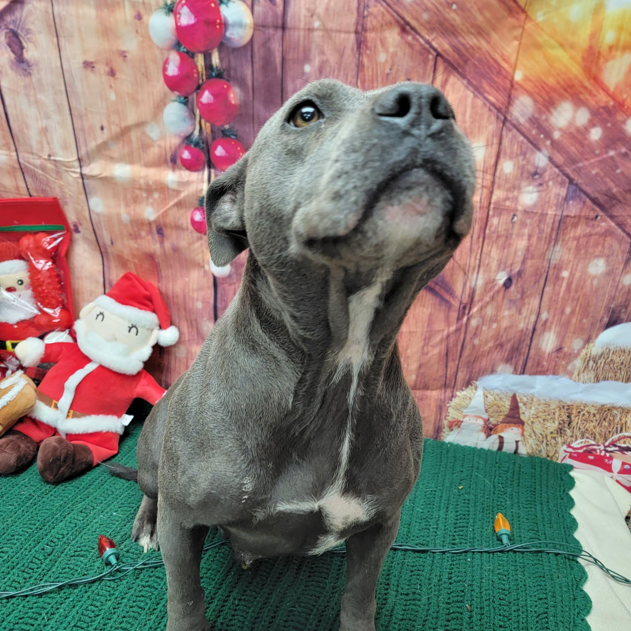 Enlarge Anna, a ADOPTABLE Pit Bull Terrier in Statesboro, GA image 4/5