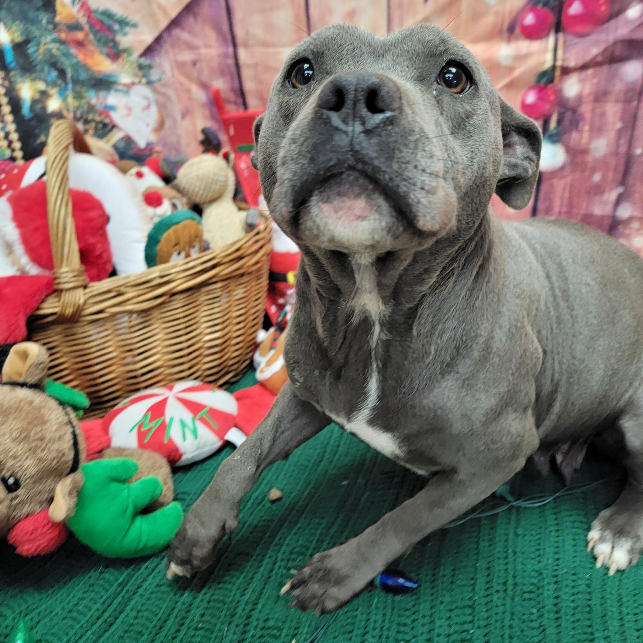 Enlarge Anna, a ADOPTABLE Pit Bull Terrier in Statesboro, GA image 5/5