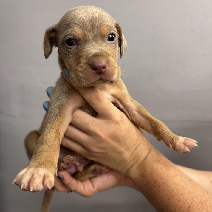 Dock, Adoptable, Puppy Female Labrador Retriever & Mixed Breed.