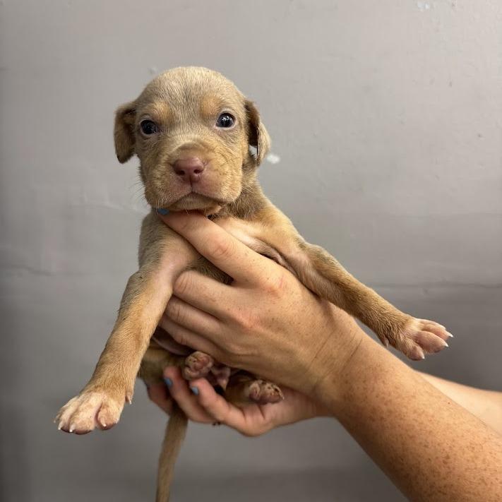 Dock, a Adoptable mixed breed in North Charleston, SC image 2/2