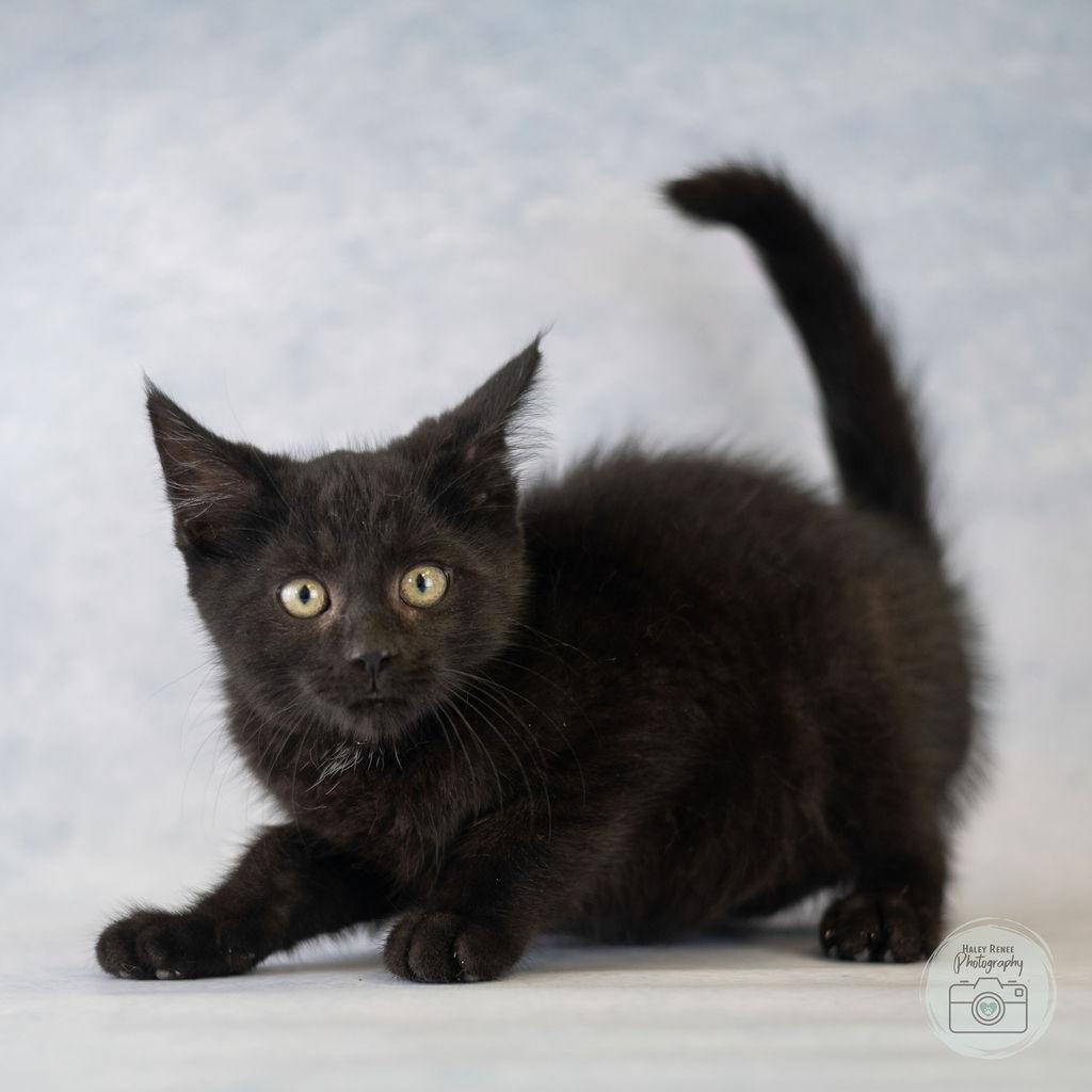 Enlarge Norris, a Adoptable Domestic Short Hair in Blairsville, PA image 1/1