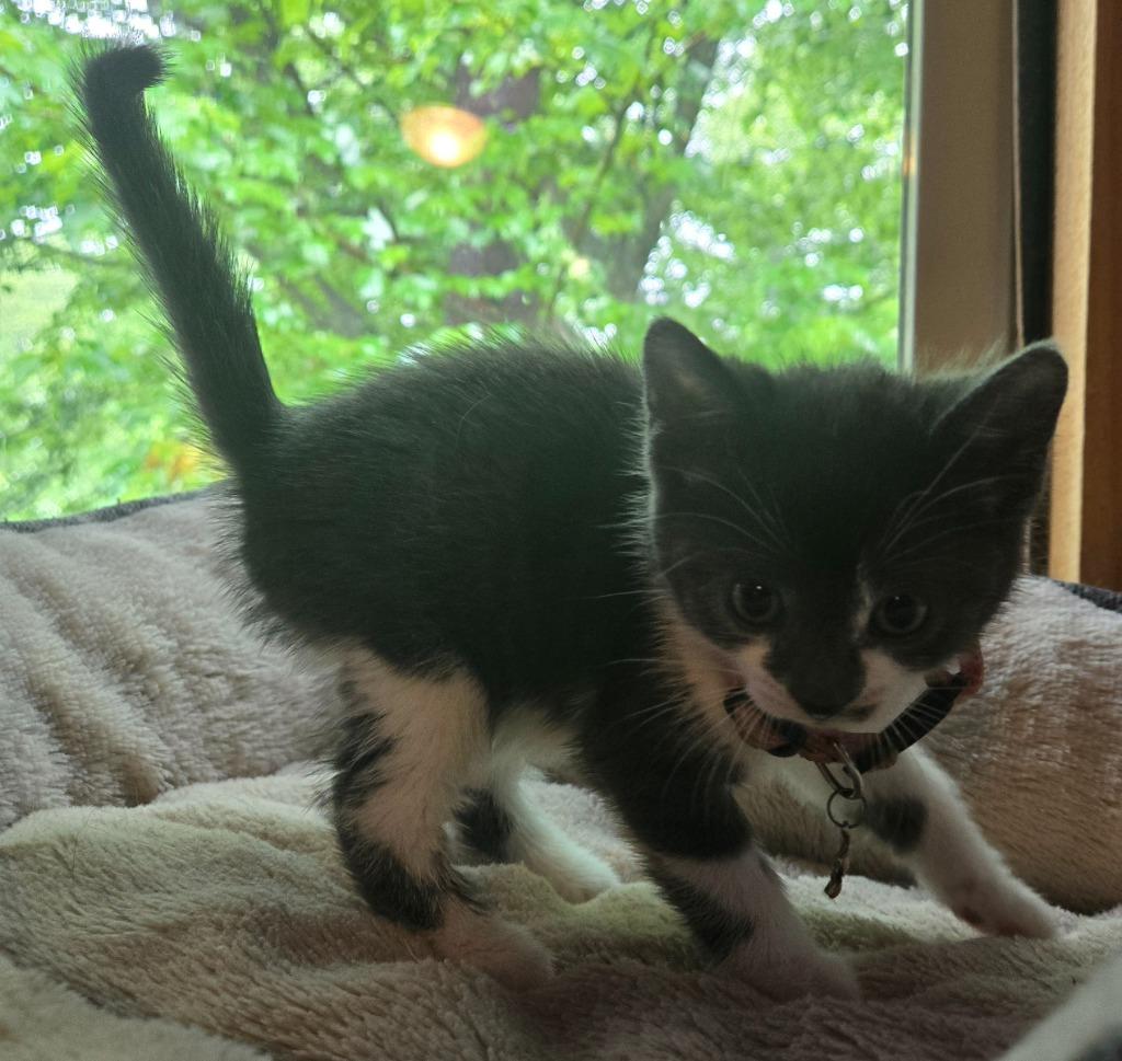 Pearl Krabs, Adoptable, Kitten Female Domestic Short Hair.