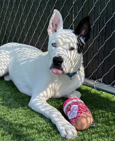 Enlarge Dougie, a ADOPTABLE Shepherd in Long Beach, NY image 1/4