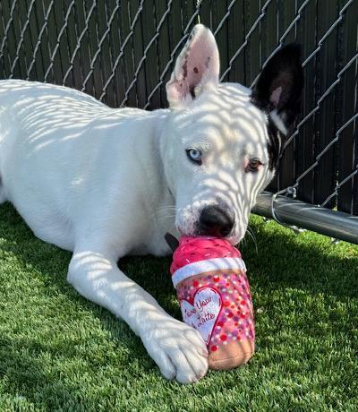 Enlarge Dougie, a ADOPTABLE Shepherd in Long Beach, NY image 2/4