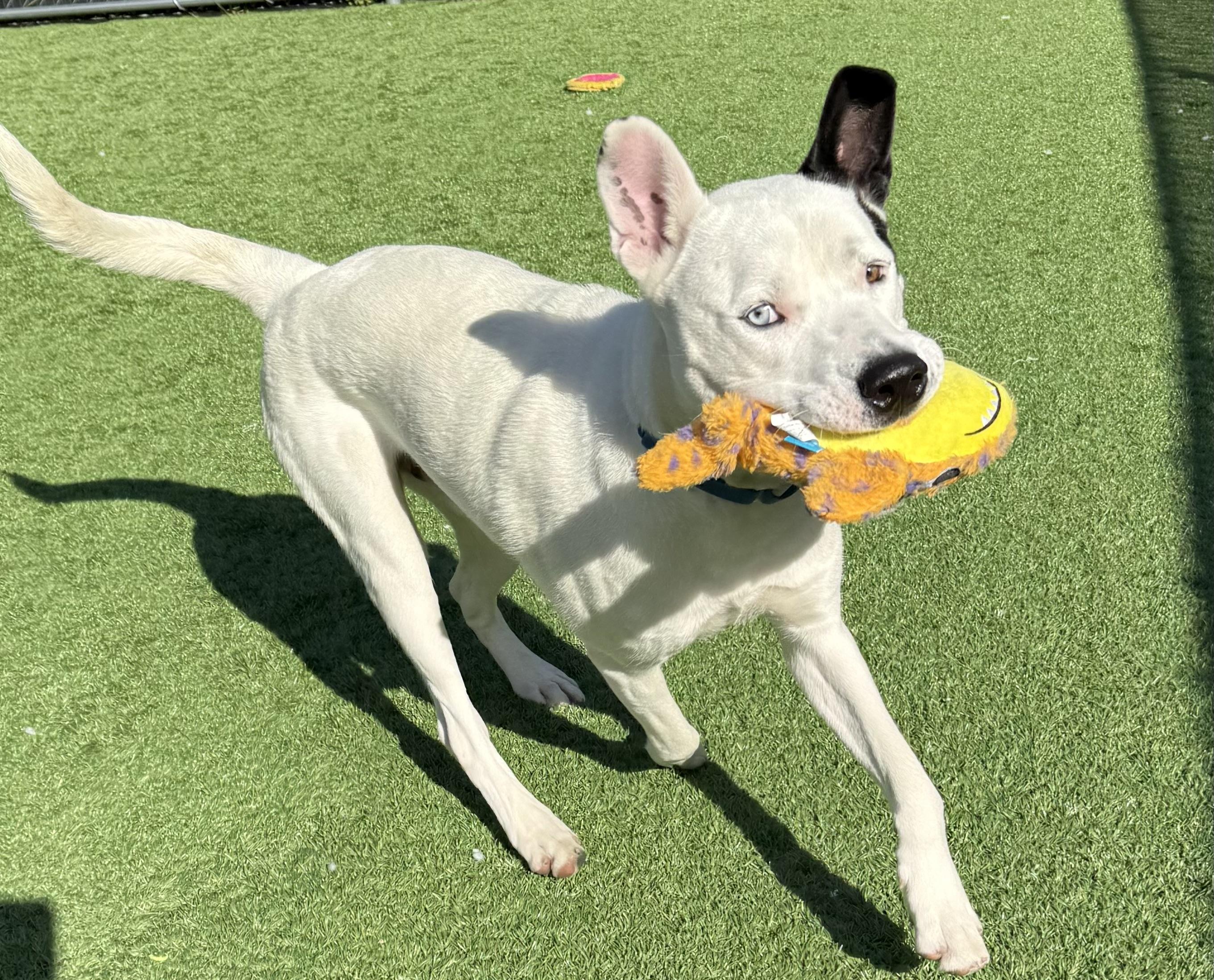 Enlarge Dougie, a ADOPTABLE Shepherd in Long Beach, NY image 3/4