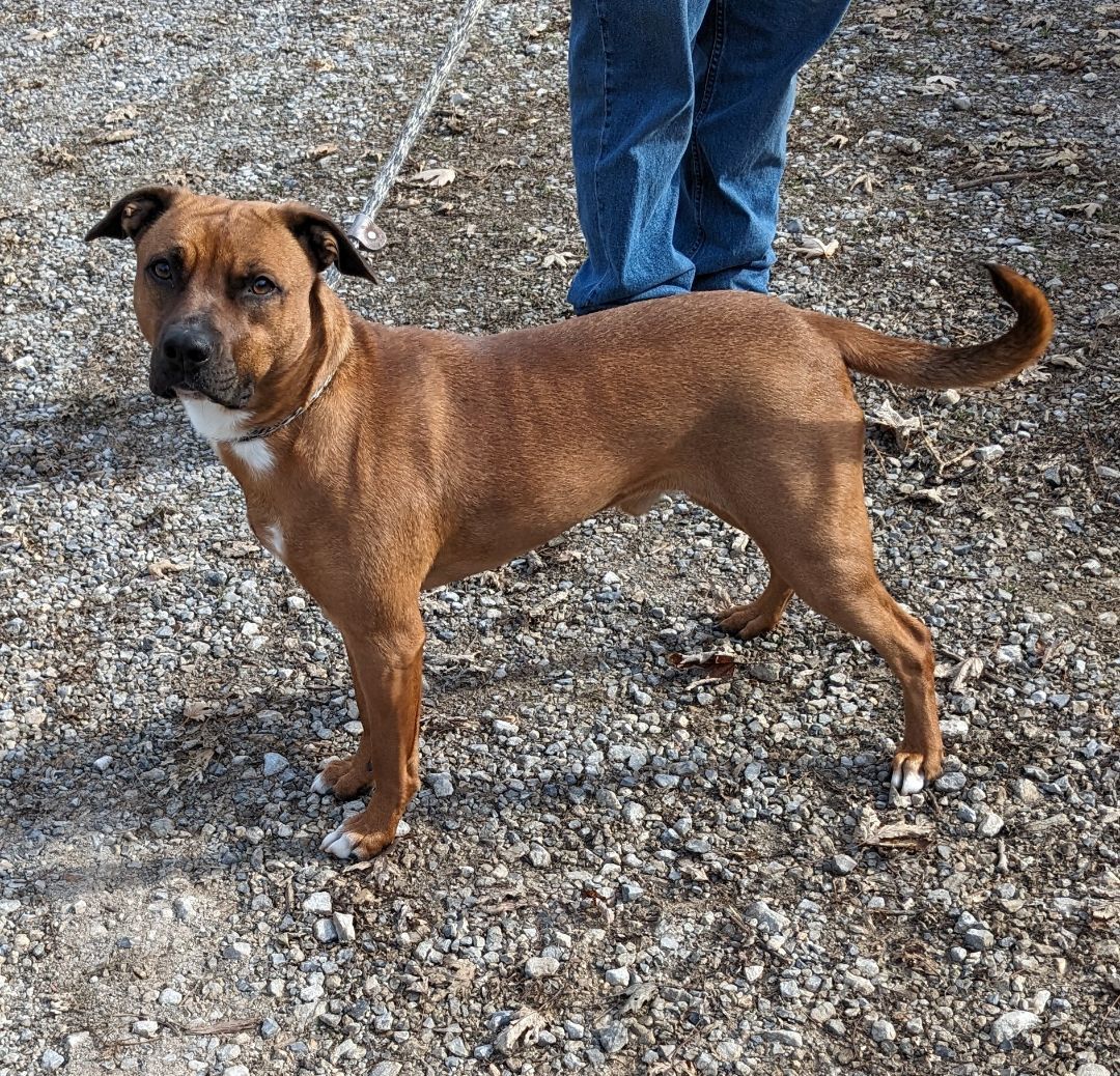 Enlarge Titan, a Adoptable mixed breed in Bella Vista, AR image 1/3
