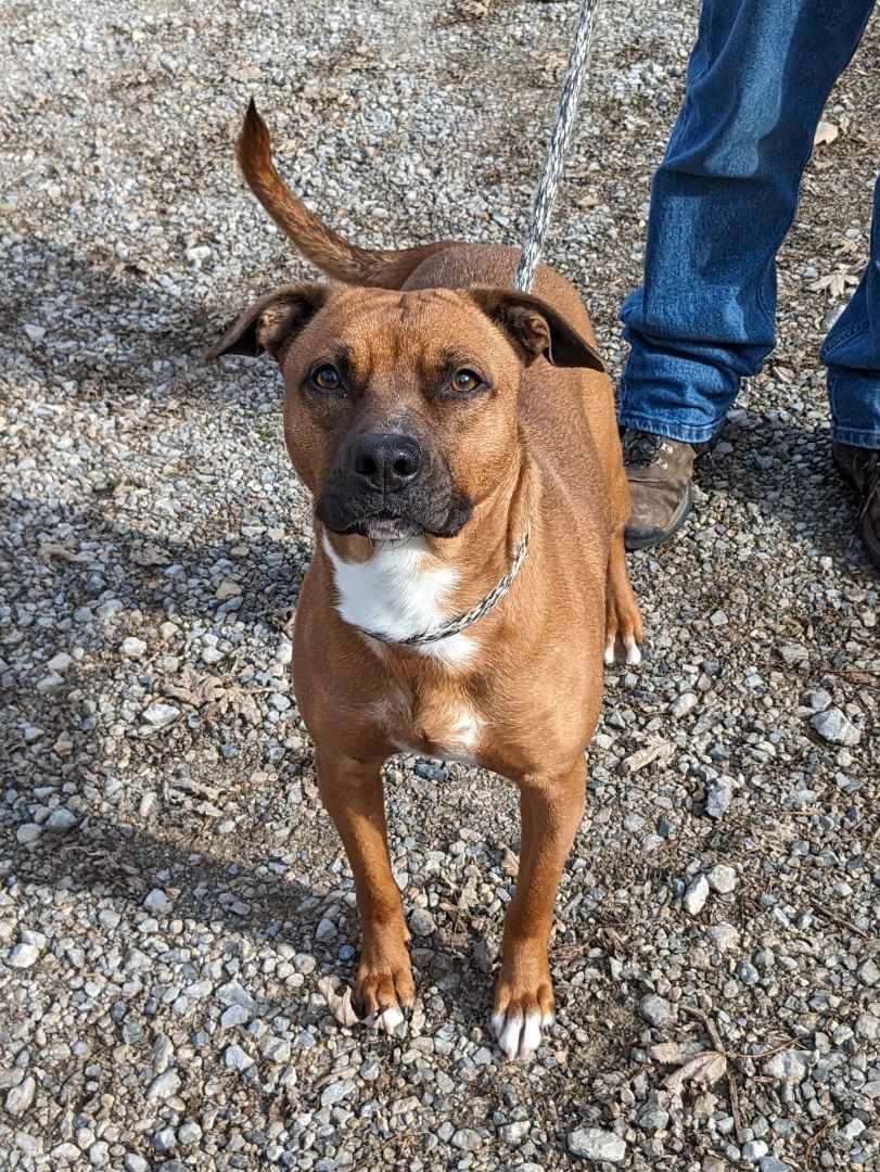 Enlarge Titan, a Adoptable mixed breed in Bella Vista, AR image 2/3