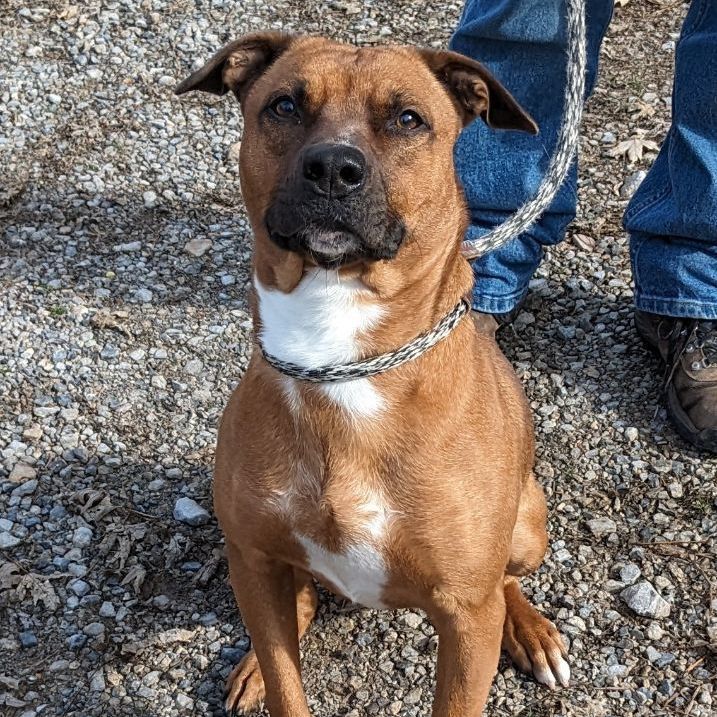 Enlarge Titan, a Adoptable mixed breed in Bella Vista, AR image 3/3